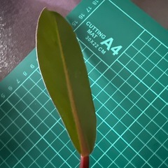 フィロデンドロン プリンスオブオレンジ観葉植物の画像
