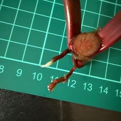 フィロデンドロン プリンスオブオレンジ観葉植物の画像