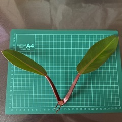 フィロデンドロン プリンスオブオレンジ