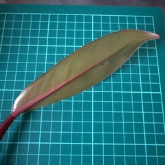 フィロデンドロン プリンスオブオレンジ観葉植物の画像