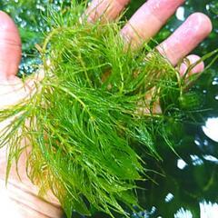 マツモ　水草　６本