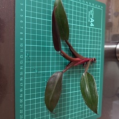 フィロデンドロン サンレッド 観葉植物の画像
