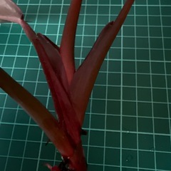 フィロデンドロン サンレッド 観葉植物の画像