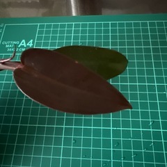 フィロデンドロン サンレッド 観葉植物の画像