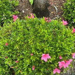 ミヤマキリシマ　花　植木　ツツジ　