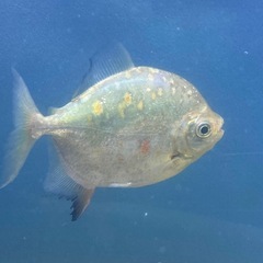 熱帯魚パクー2匹セットの画像