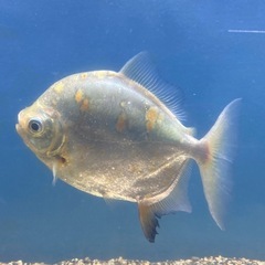 熱帯魚パクー2匹セットの画像