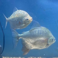 熱帯魚パクー2匹セット