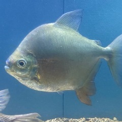 熱帯魚パクー2匹セットの画像