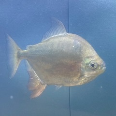 熱帯魚パクー2匹セットの画像