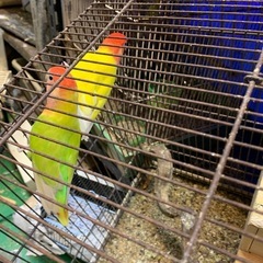 小桜インコオパーリンのペアです有精卵出てます値下げしました8000円でいかがでしょうか − 群馬県