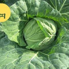 【手作り野菜】春キャベツ 1個150円 ①