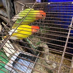 小桜インコオパーリンのペアです有精卵出てます値下げしました8000円でいかがでしょうか - 地元のお店
