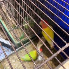 小桜インコオパーリンのペアです有精卵出てます値下げしました8000円でいかがでしょうか - ペット