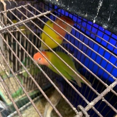 小桜インコオパーリンのペアです有精卵出てます