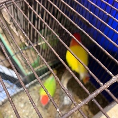 小桜インコオパーリンのペアです有精卵出てます値下げしました8000円でいかがでしょうか - 高崎市