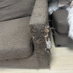 破れあり ソファの画像