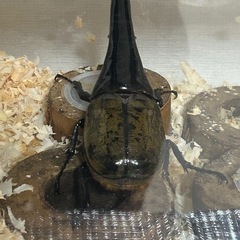ヘラクレスオオカブトのメスを売ってください。