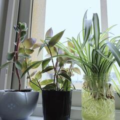 観葉植物3つセット