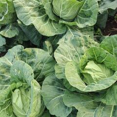 【手作り野菜】春キャベツ 1個150円 ①の画像