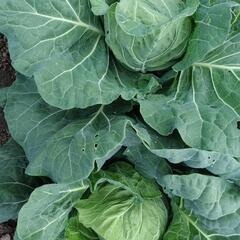 【手作り野菜】春キャベツ 1個150円 ①の画像