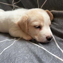 子犬 里親募集