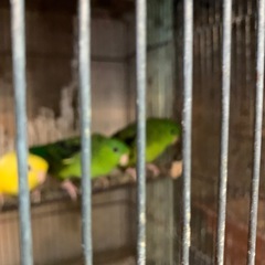 サザナミインコペアあつかで