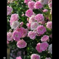 夢乙女　つる薔薇