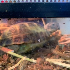 三歳ロシアリクガメです − 群馬県