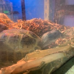 三歳ロシアリクガメです - 高崎市