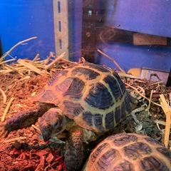 ギリシャリクガメ三歳です食欲バリバリ − 群馬県