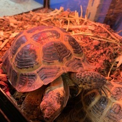 ギリシャリクガメ三歳です食欲バリバリ