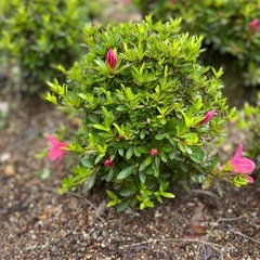 ミヤマキリシマ　花　植木　ツツジ