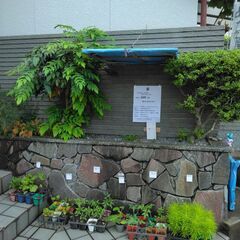 野菜等の苗です！