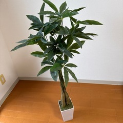 観葉植物
