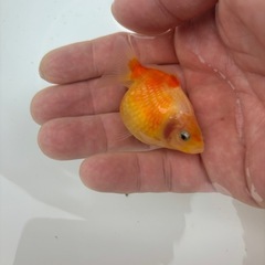 ピンポンパールの画像