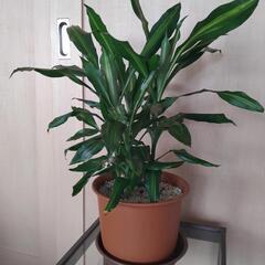 観葉植物