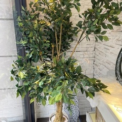 消臭効果も有るフェイクグリーン