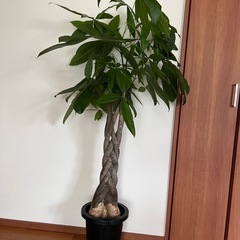 観葉植物