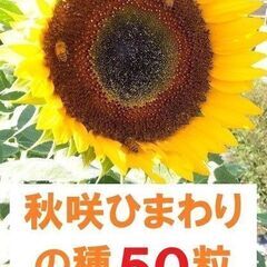 秋咲きひまわりの種　50粒　農薬不使用 2024年採種