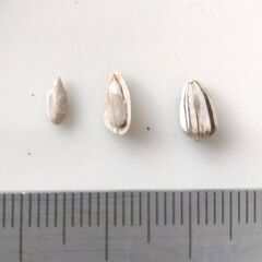 秋咲きひまわりの種　50粒　農薬不使用 2024年採種の画像