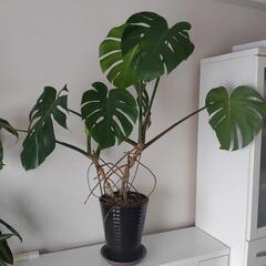 観葉植物・Monstera
