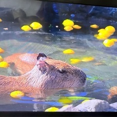 MAXZEN J50SK03 [50V型 液晶テレビ 2018年製
