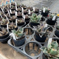 柏崎メダカサミット第六弾 − 新潟県