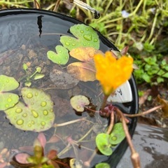 アサザ　水草　