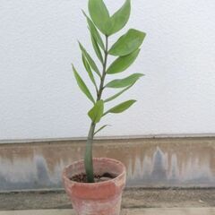 ザミーフォーリア（ザミオクルカス・金銭樹、金運アップ、観葉植物