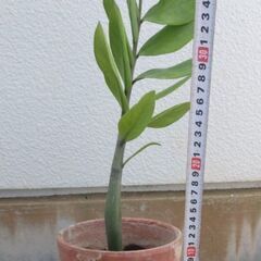 ザミーフォーリア（ザミオクルカス・金銭樹、金運アップ、観葉植物の画像