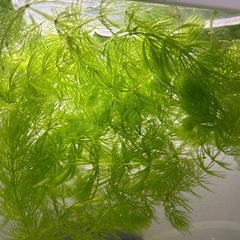水草　マツモ