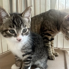 里親募集中　2ヶ月の子猫とママ猫ちゃん