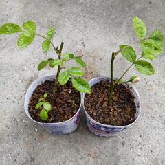 ミニ薔薇　白薄ピンク　挿し木苗